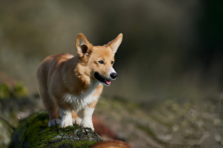 German Shepherd Corgi Mix