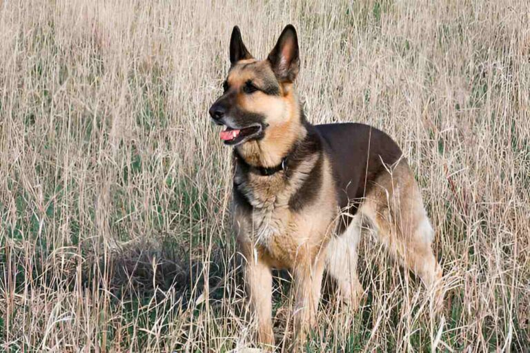 Silver Sable German Shepherd