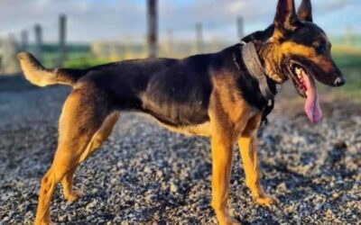 German Shepherd Terrier Mix: A Vet’s Complete Guide
