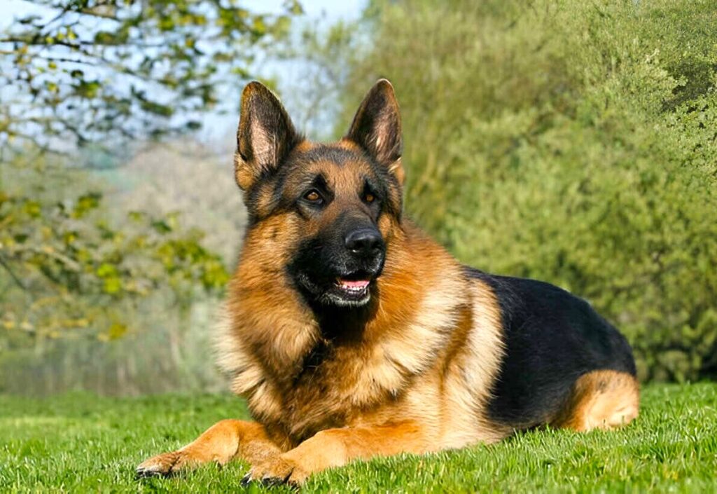 History and Origin of German Shepherds