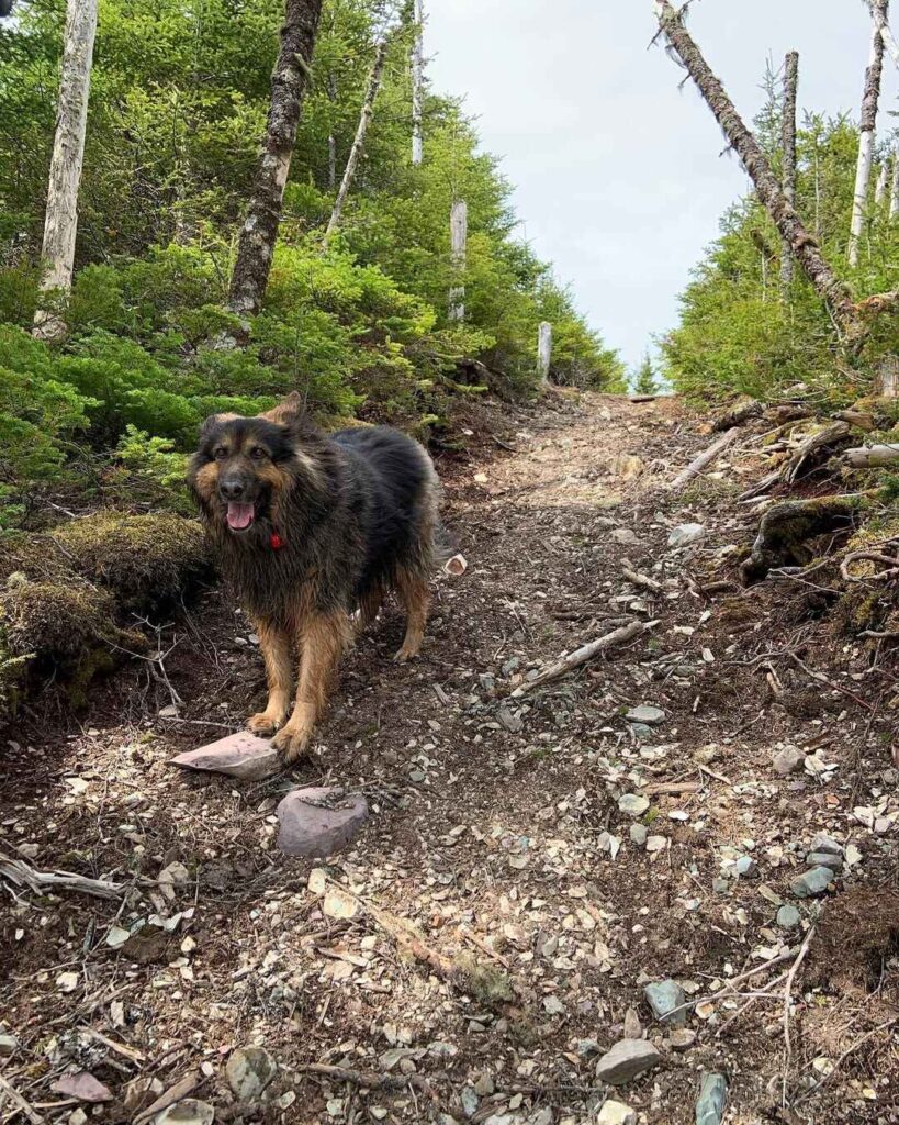 German Shepherd Coyote Mix Healthcare picture