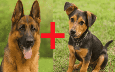 German Shepherd Dachshund Mix: Surprising Facts About This Unique Breed