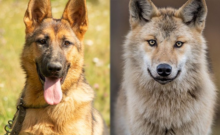 German Shepherd Wolf Mix