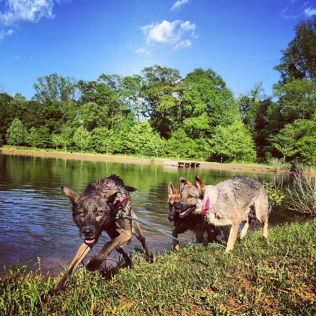 Origin of the Coyote German Shepherd mix