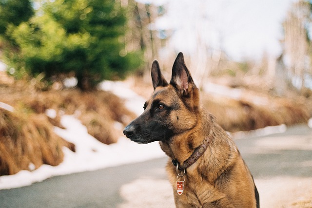 Short Haired German Shepherd