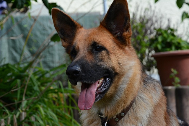 Show Line German Shepherd picture