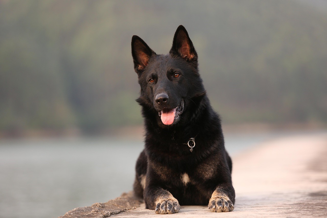 West German Shepherd Working Line