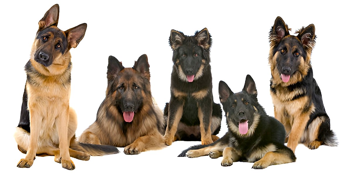 german shepherd breed