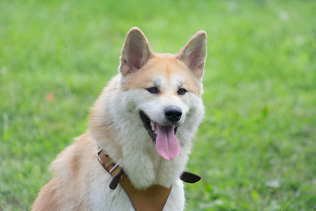 Bringing One Home Buying or Adopting