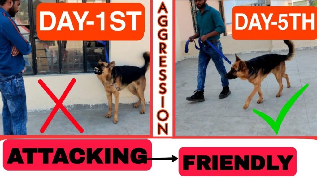Can Be Overly Protective or Aggressive