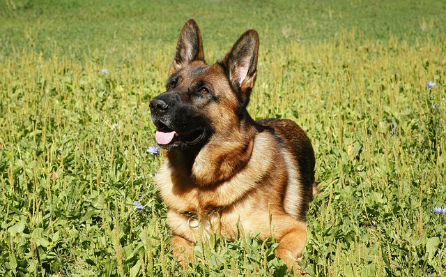 Caring for a Red German Shepherd Dog