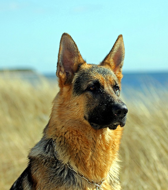 Common Triggers That Make German Shepherds Hyper
