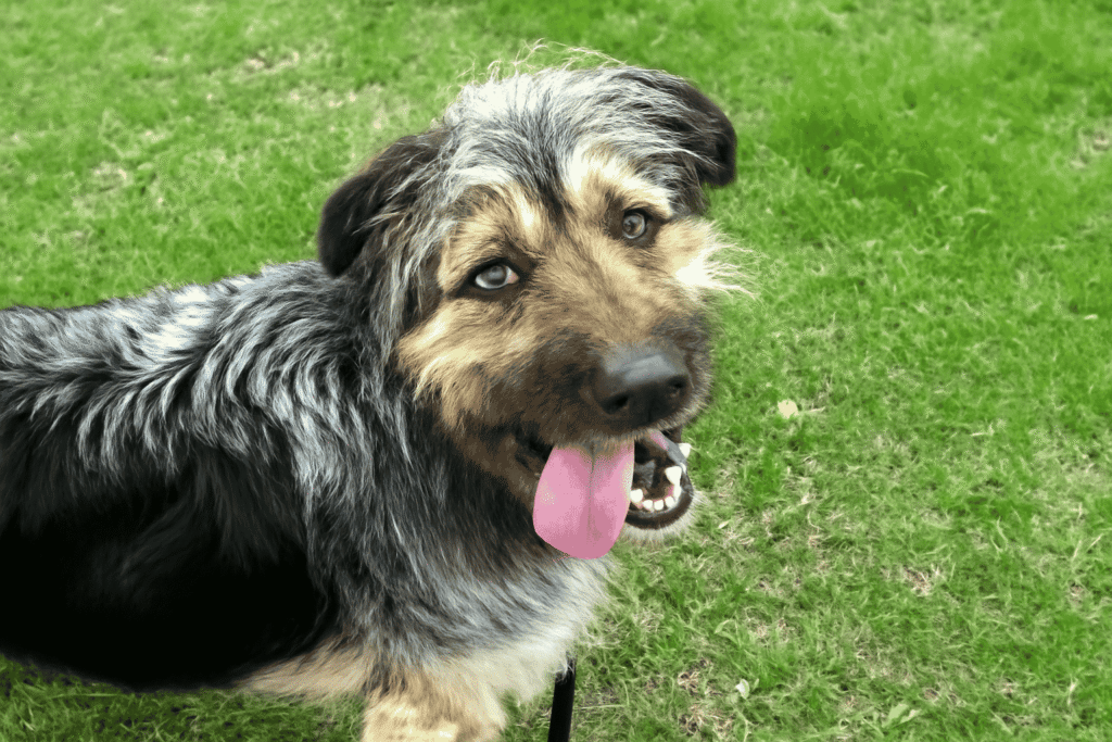 Finding and Raising Irish Wolfhound German Shepherd Mix Puppies