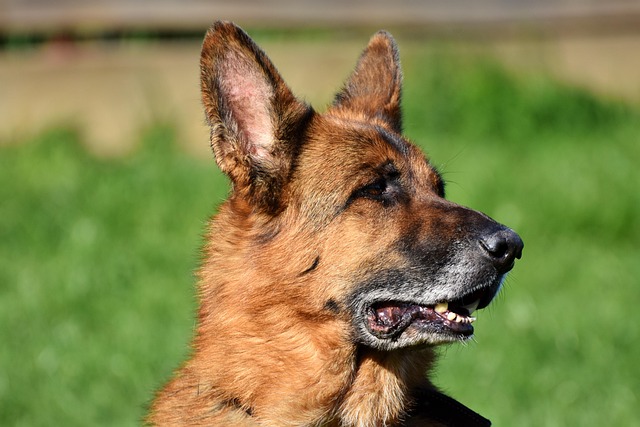 Finding and Raising Red German Shepherd Puppies