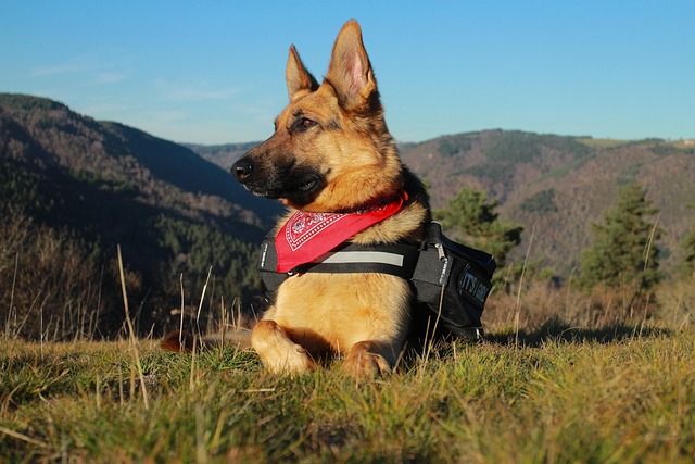 German Shepherd 10 Pros and Cons