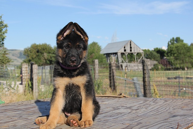 German Shepherd Puppy Timing of Ear Standing