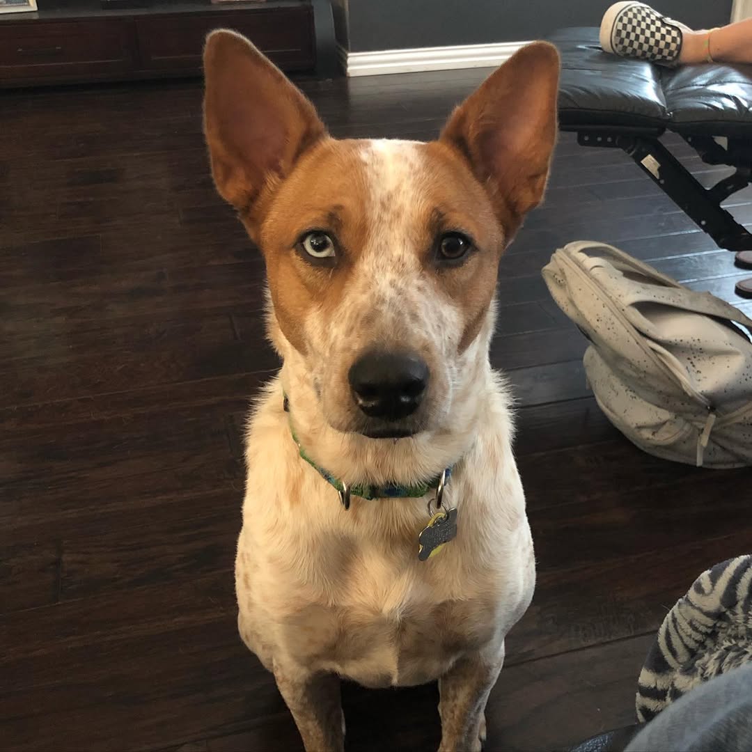 German Shepherd Red Heeler Mix