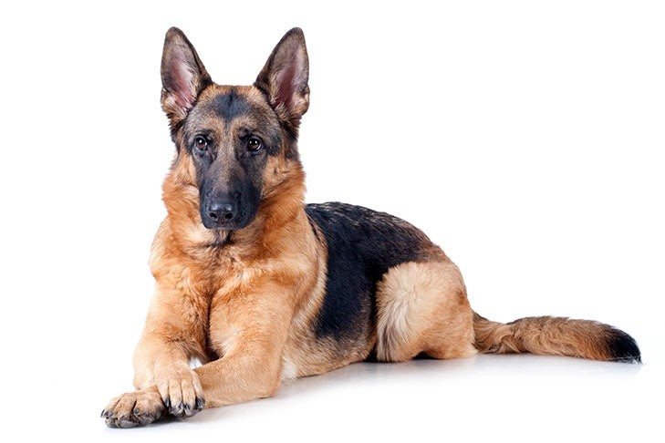Highly Intelligent and Easy to Train