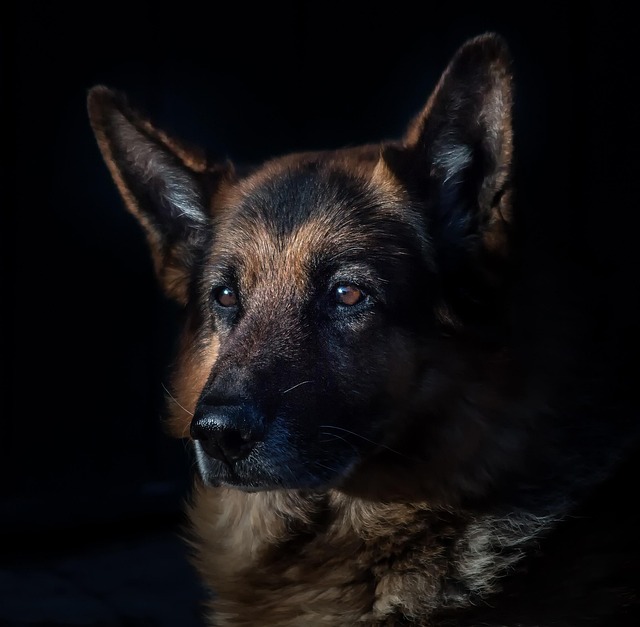 How to Calm Down a Hyper German Shepherd