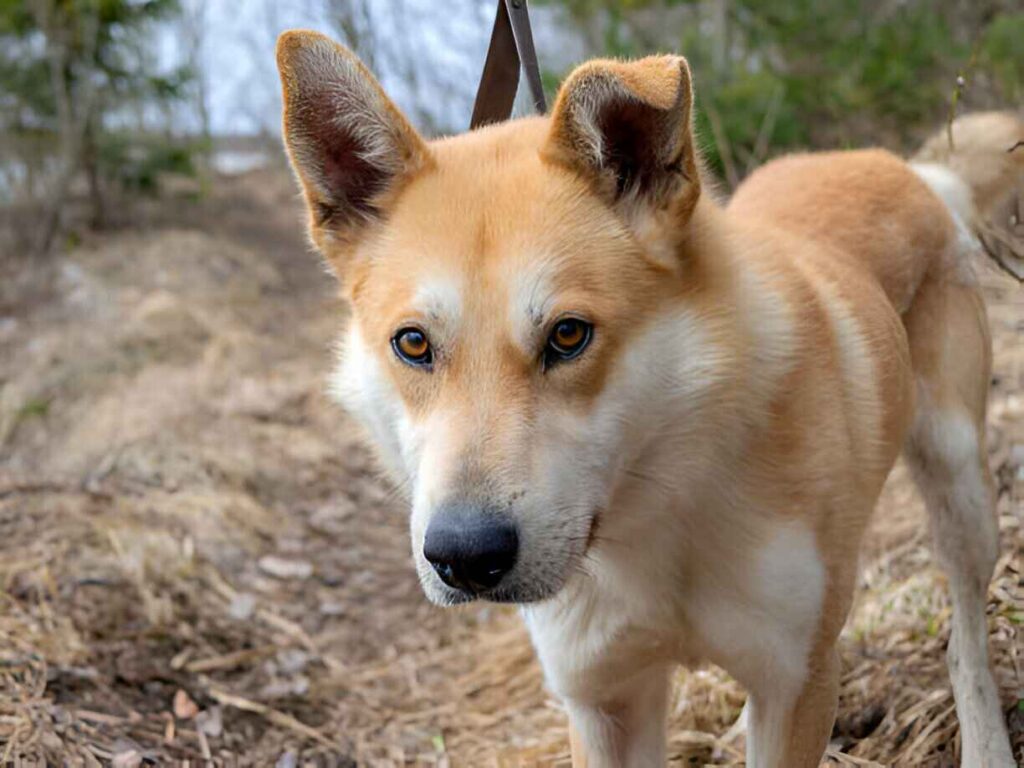 How to Identify a True Blonde German Shepherd
