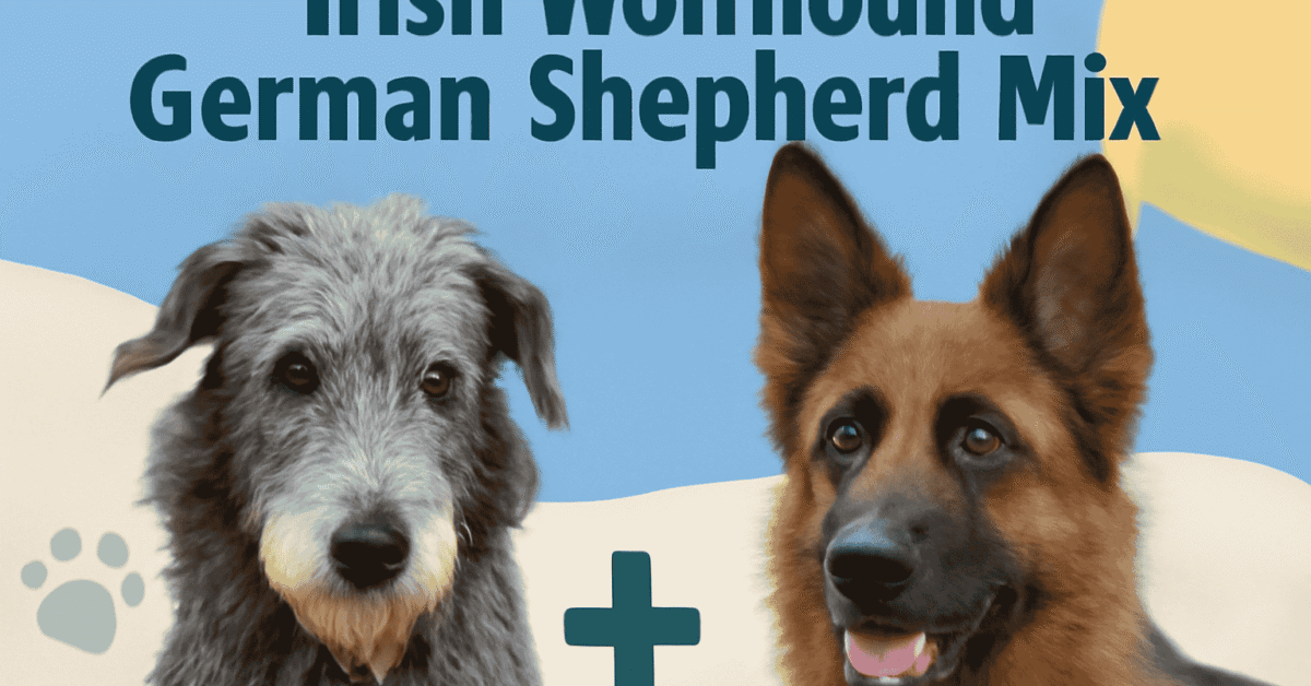 Irish Wolfhound German Shepherd Mix