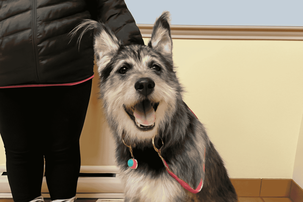 Irish Wolfhound German Shepherd Mix Behavioral Surprises You Might Not Expect