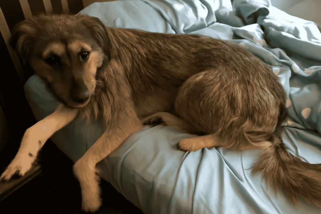 Irish Wolfhound German Shepherd Mix Hidden Health Challenges Most Owners Overlook