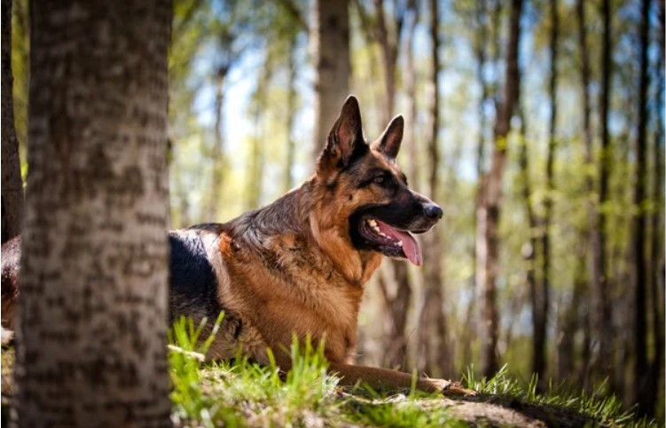 Loyal and Protective Companions