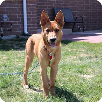 Red Heeler German Shepherd mix puppy