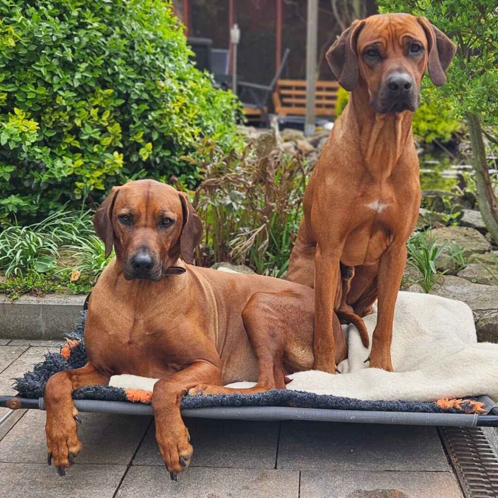 Rhodesian Ridgeback German Shepherd Mix Is This Breed a Good Fit for Your Lifestyle