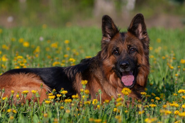 Straight Backed German Shepherd What Breeders Might Not Tell You About Straight Back GSDs