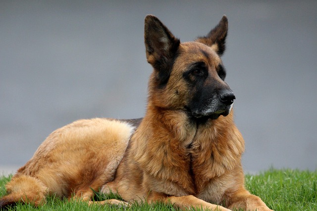 Straight Backed German Shepherd