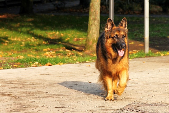 What Makes the Red German Shepherd Unique