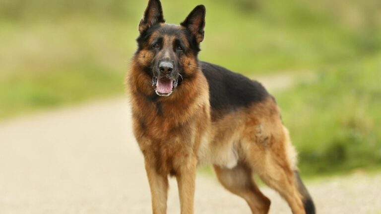 Why Is My German Shepherd So Hyper
