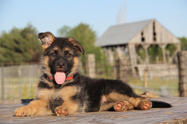 german sehpherd puppy health problem