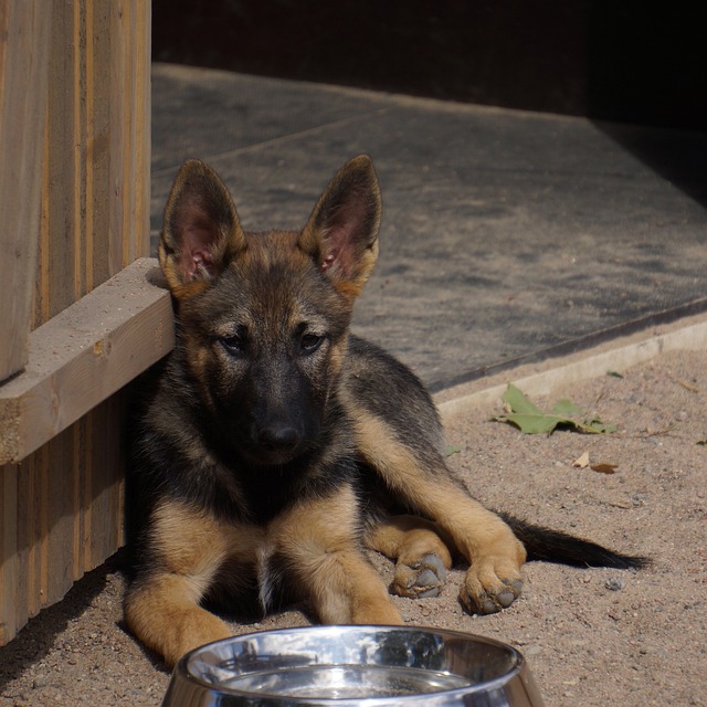 german shepherd puppy Best foods