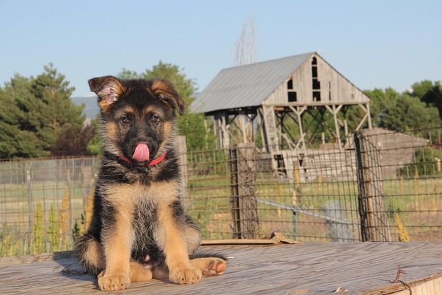 german shepherd puppy What If the Ears Never Stand