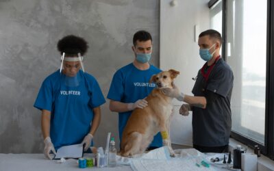 10 Life Saving First Aid Tips for Dog Emergencies