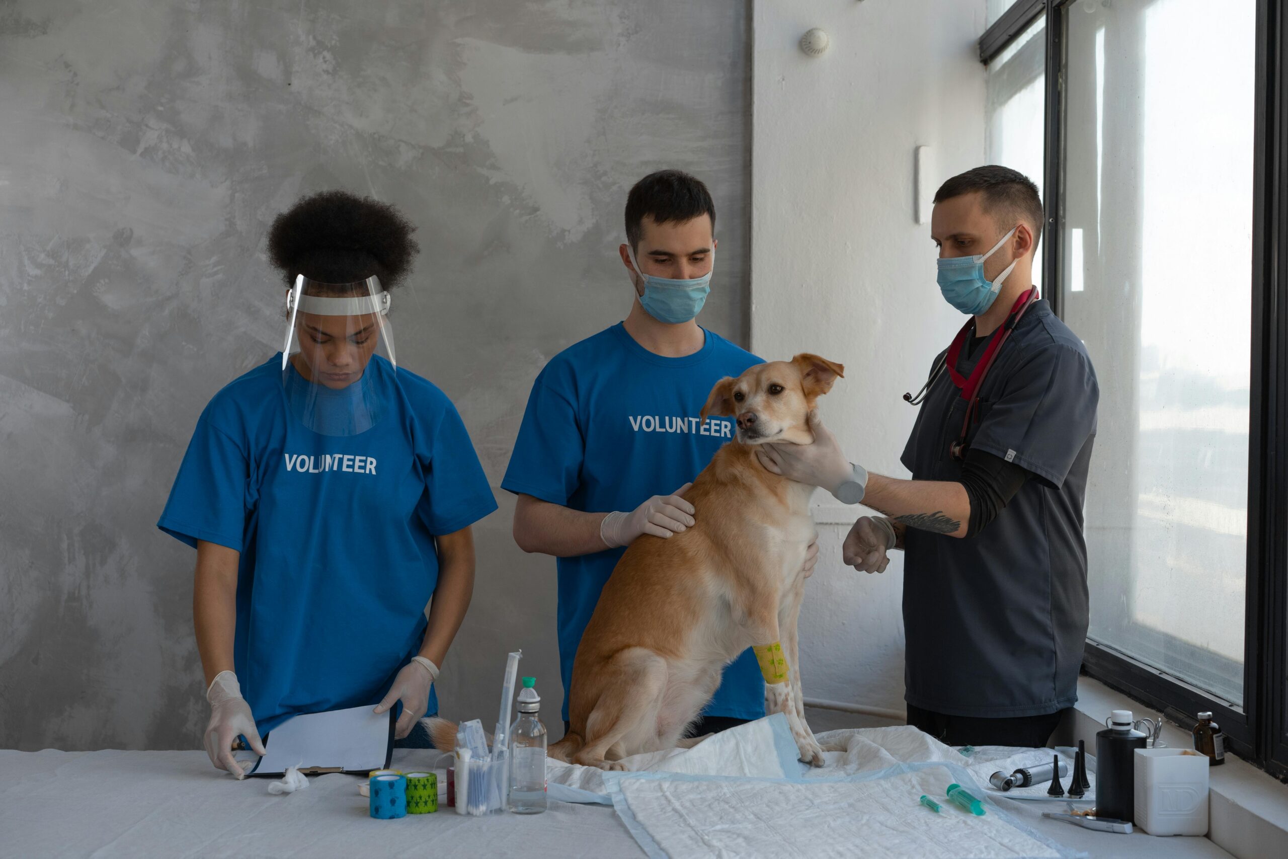 10 Life Saving First Aid Tips for Dog Emergencies 10 Life Saving First Aid Tips for Dog Emergencies