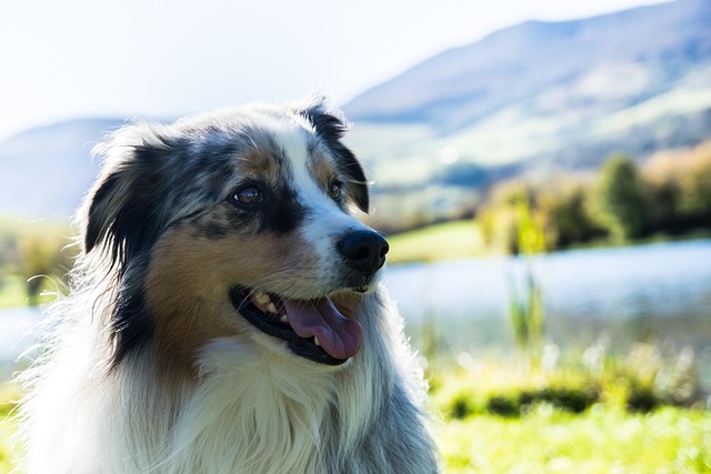 Australian Shepherd Australian Shepherd