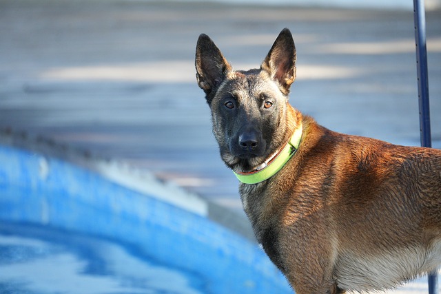 Belgian Malinois Belgian Malinois
