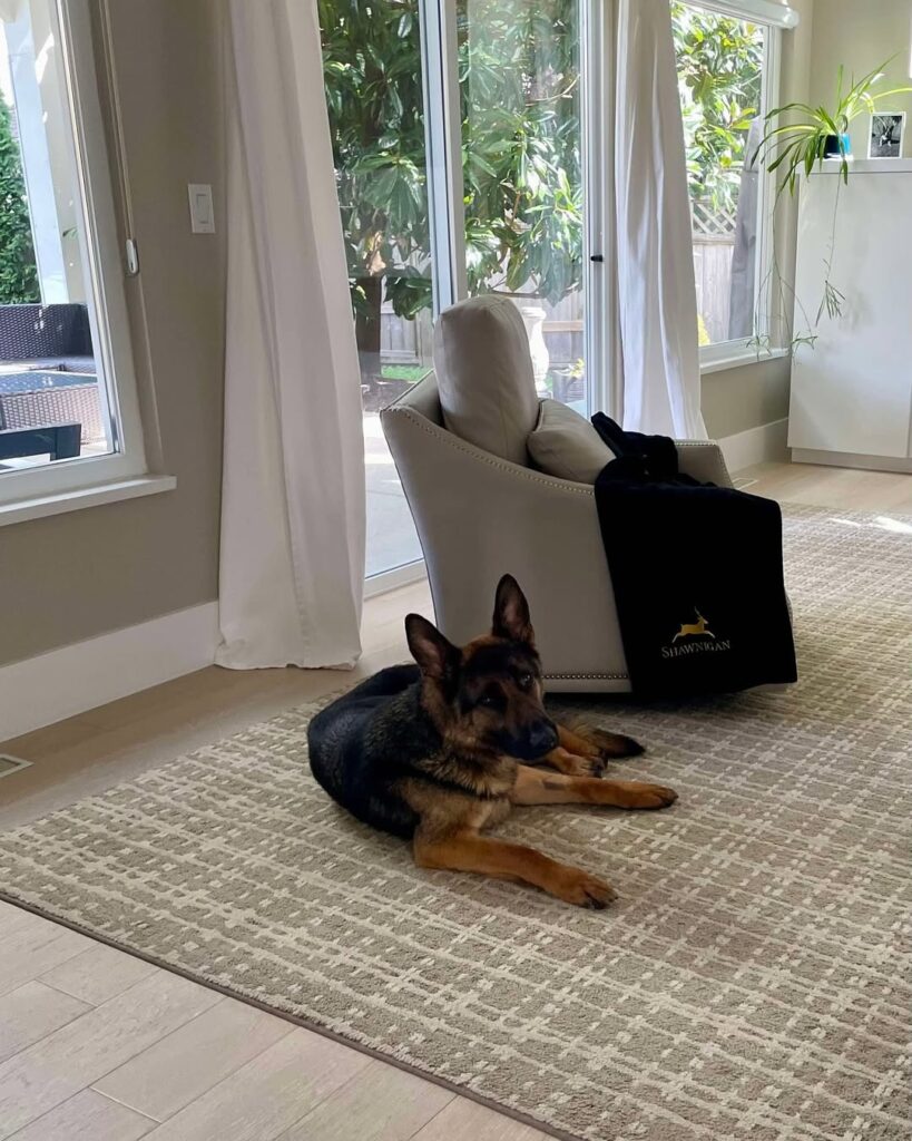 Caring for Your Saint Shepherd Dog What Families Should Know