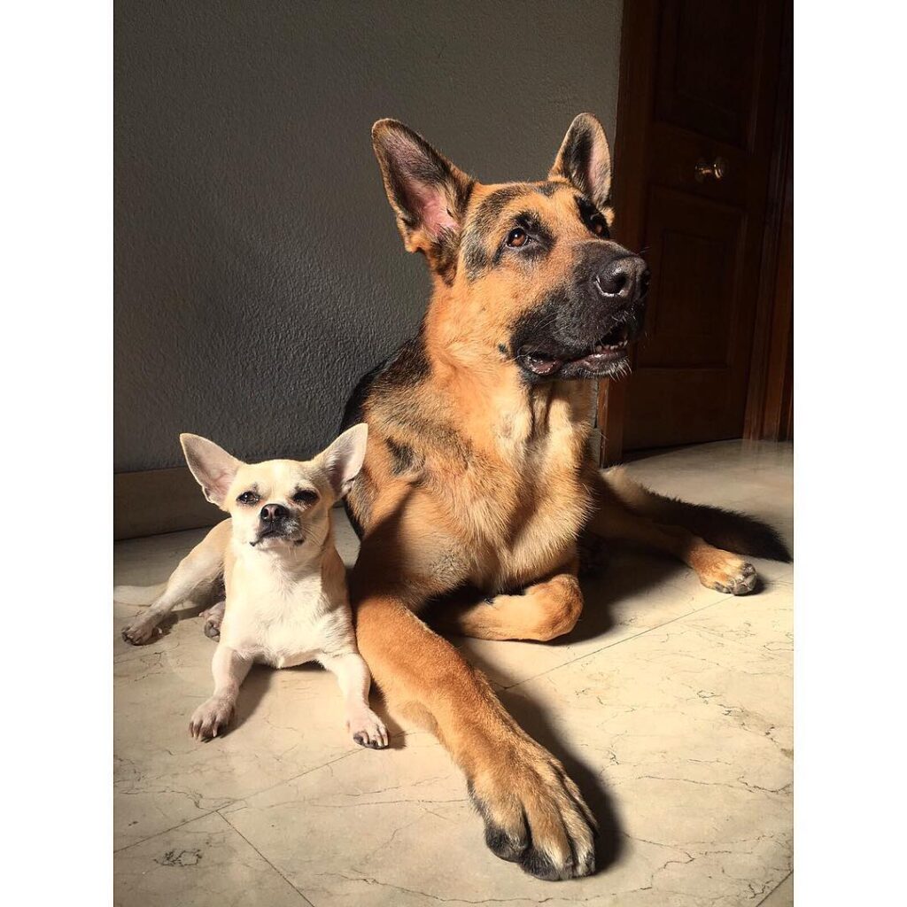 Health and Lifespan of a German Shepherd and Chihuahua Mix