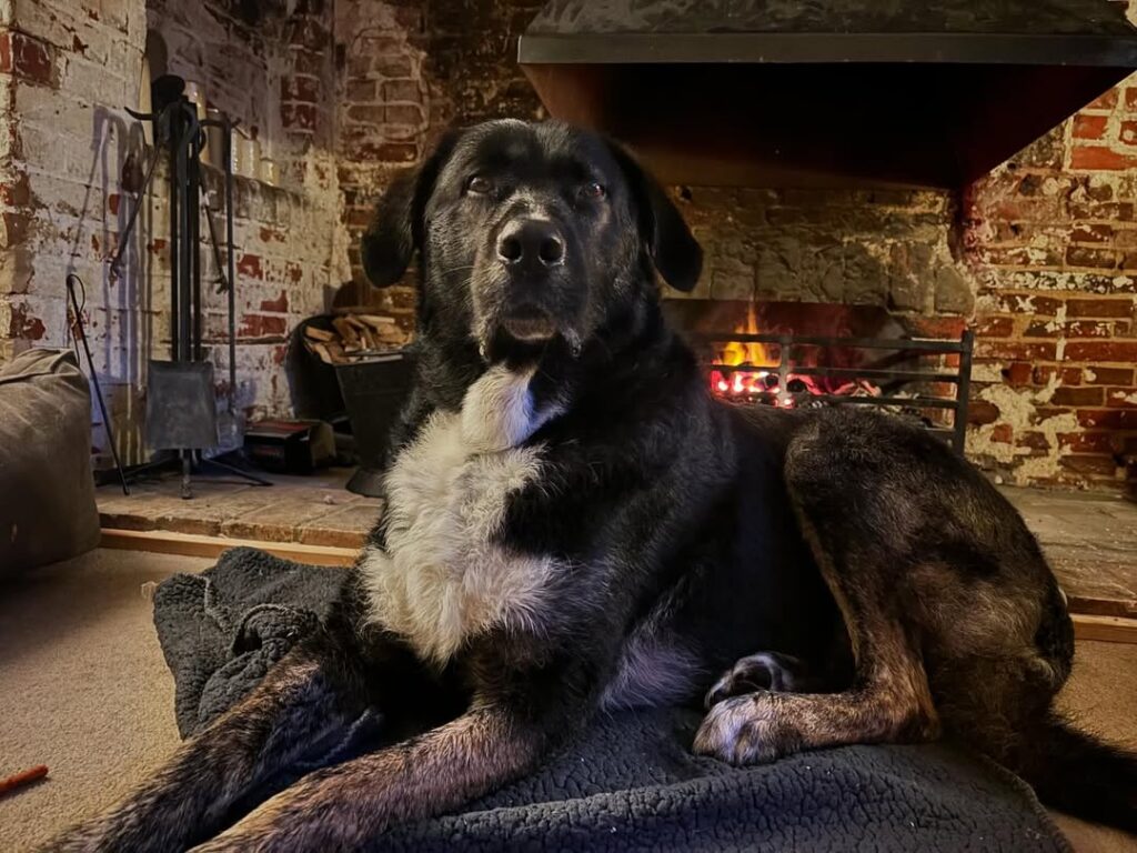 Physical Characteristics and Size Expectations German Shepherd Mastiff Mix