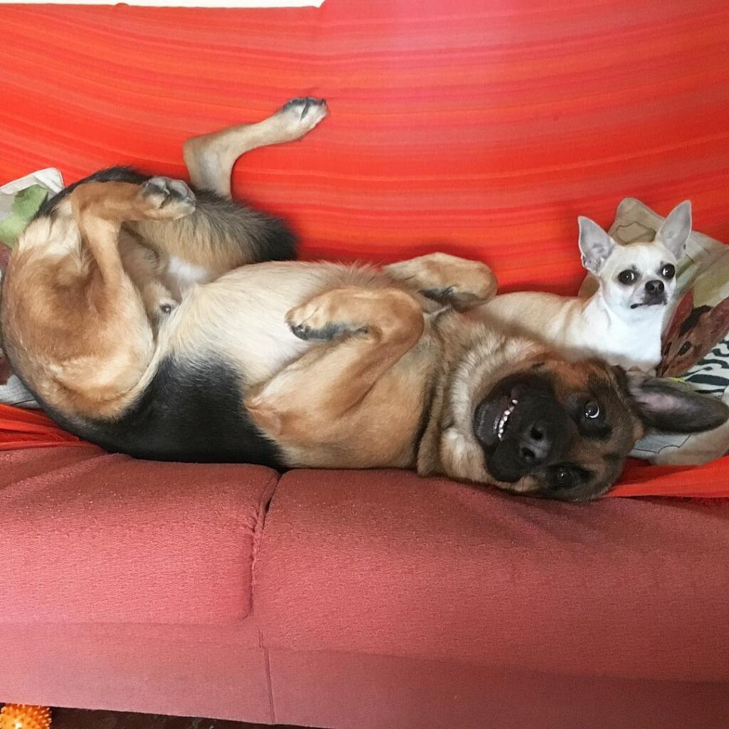 Puppyhood What to Expect from German Shepherd Mixed with Chihuahua Puppies