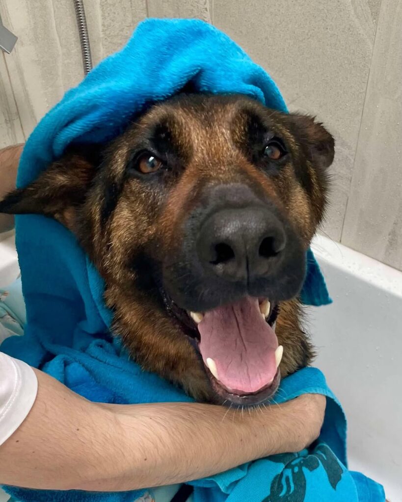 Training and Socializing Your Saint Shepherd for a Happy Home