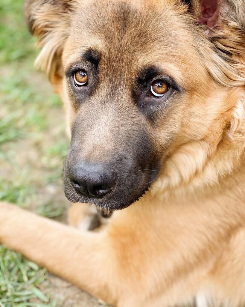 What a full-grown German Shepherd Mastiff mix looks like