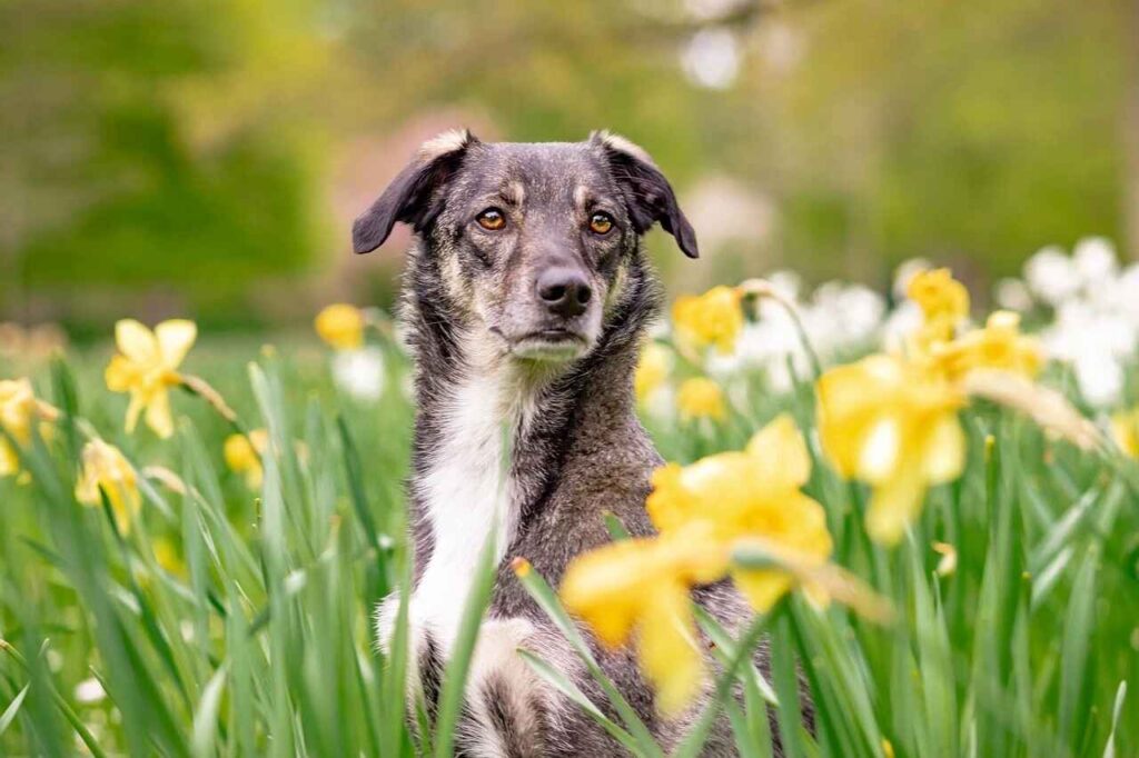 German Shepherd Pomeranian Mix picture