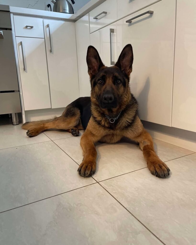 Why the Saint Shepherd Mix Fits Perfectly into Family Life